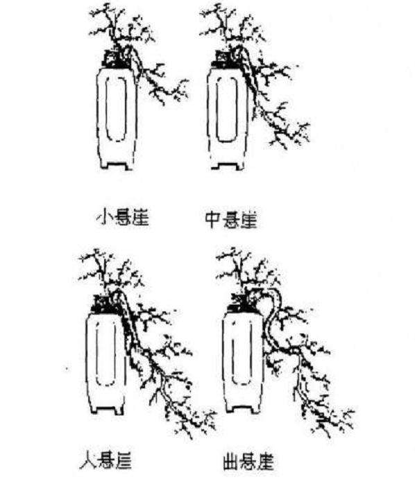 悬崖式盆景怎么制作的方法