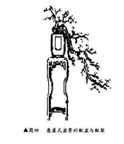 悬崖式盆景怎么制作的方法