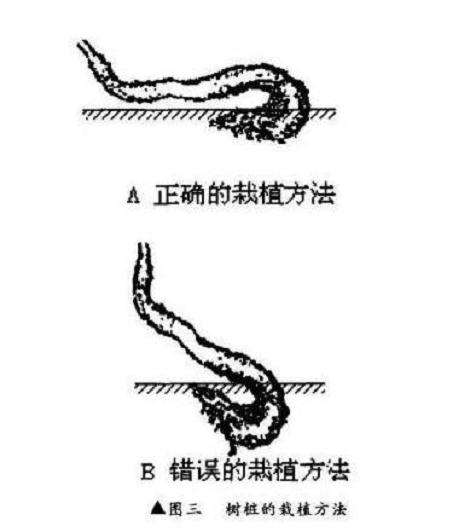悬崖式盆景怎么制作的方法