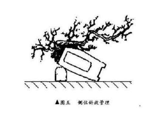 悬崖式盆景怎么制作的方法