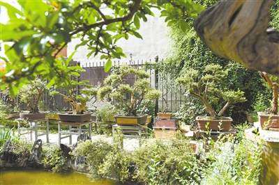 周玉海用盆景在都市里开辟出一片幽雅天地