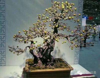 制作老鸹柿盆景的采桩方法