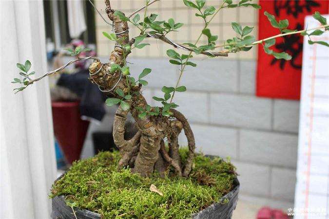 金雀盆景的制作步骤 发芽养护方法