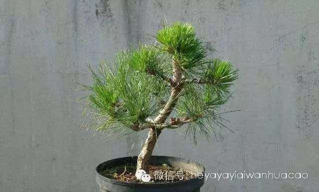 让盆景的种子发芽是一个非常长期的过程