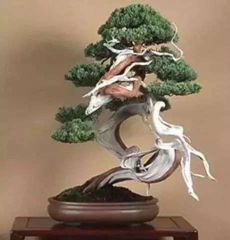 盆景枯死部位能刷桐油吗