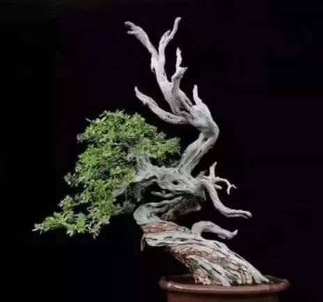 盆景枯死部位能刷桐油吗