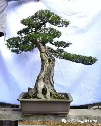 盆景怎么修剪 9个基本方法 图片