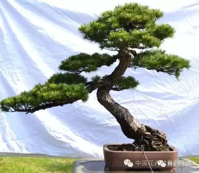 杂木盆景一年四季都可以修剪5个修剪方法