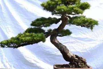 杂木盆景一年四季都可以修剪 5个修剪方法