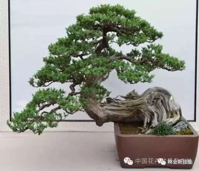 盆景修剪有什么作用