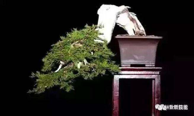 盆景枝条怎么布局