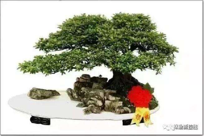 盆景枝条的布局要有5个方法