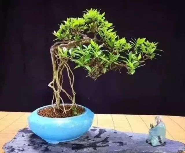 小叶枙子花盆景怎么浇水