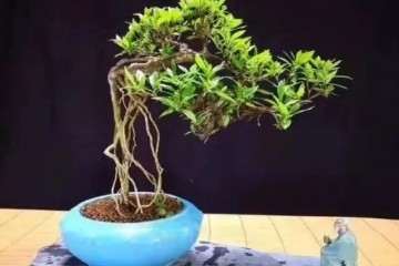 小叶枙子花盆景怎么浇水 如何使用土壤？