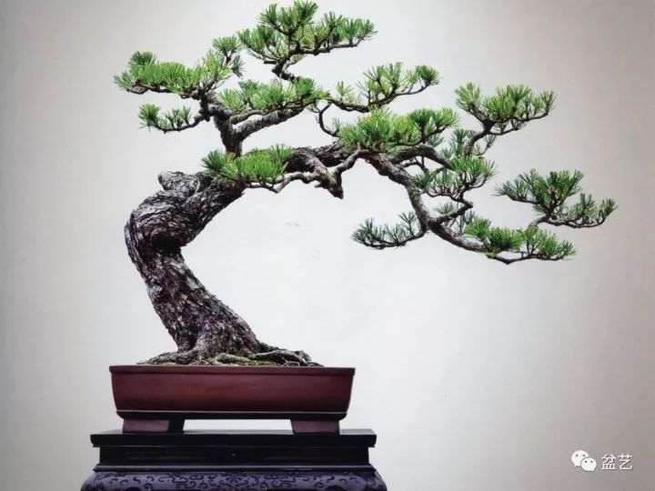 动势盆景怎么造型