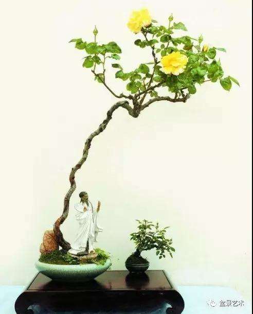 怎么制作月季盆景