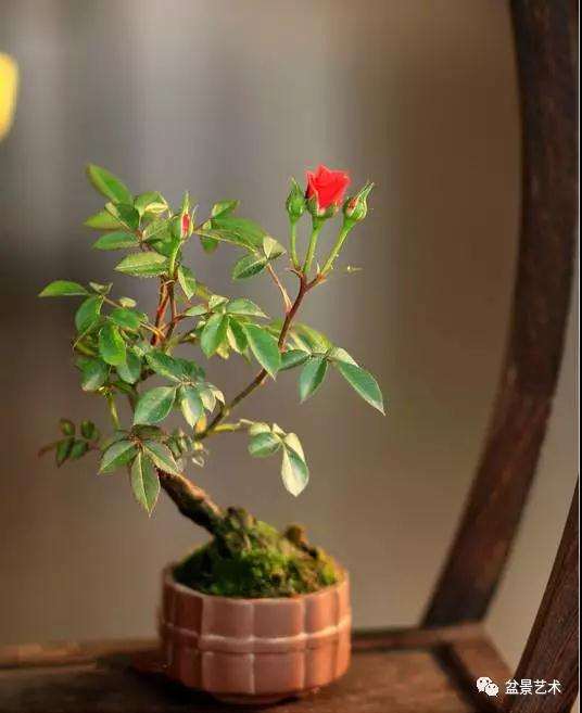 怎么制作月季盆景