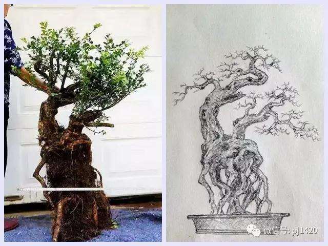 盆景下山桩效果设计图 你也可以试试