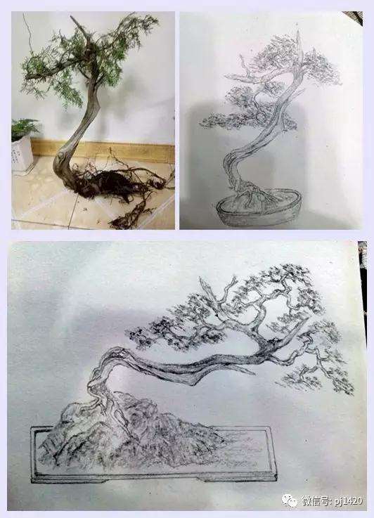 盆景下山桩效果设计图 你也可以试试