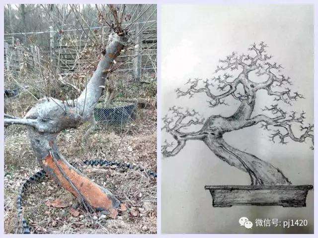 盆景下山桩效果设计图 你也可以试试