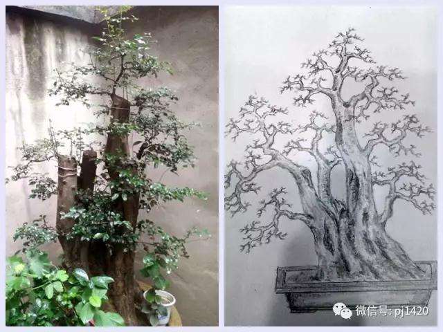 盆景下山桩效果设计图 你也可以试试