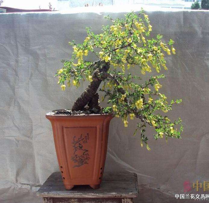 加拿大圭尔夫盆景协会