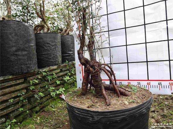 加拿大圭尔夫盆景协会