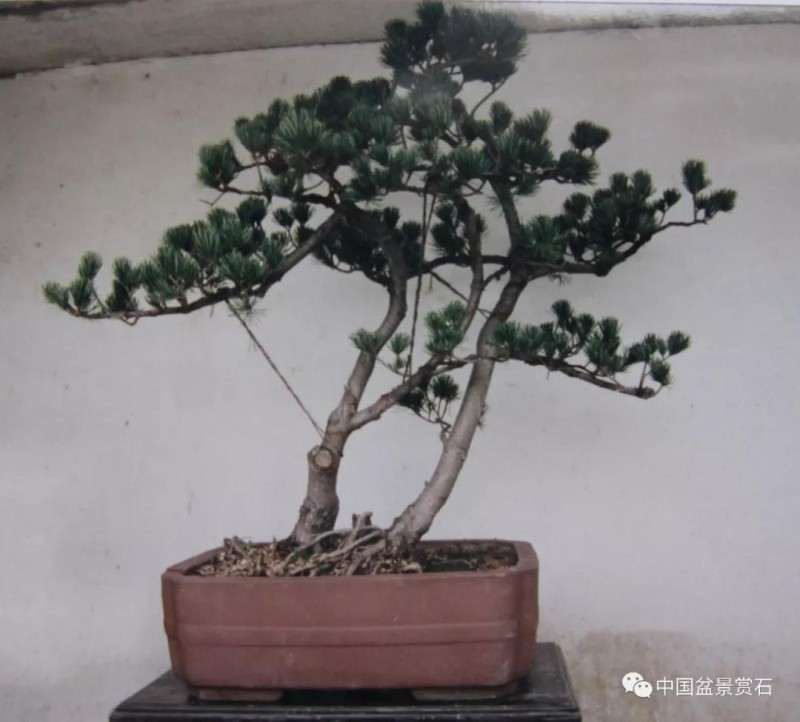 五针松盆景怎么制作