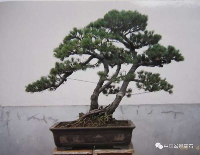 五针松盆景怎么制作