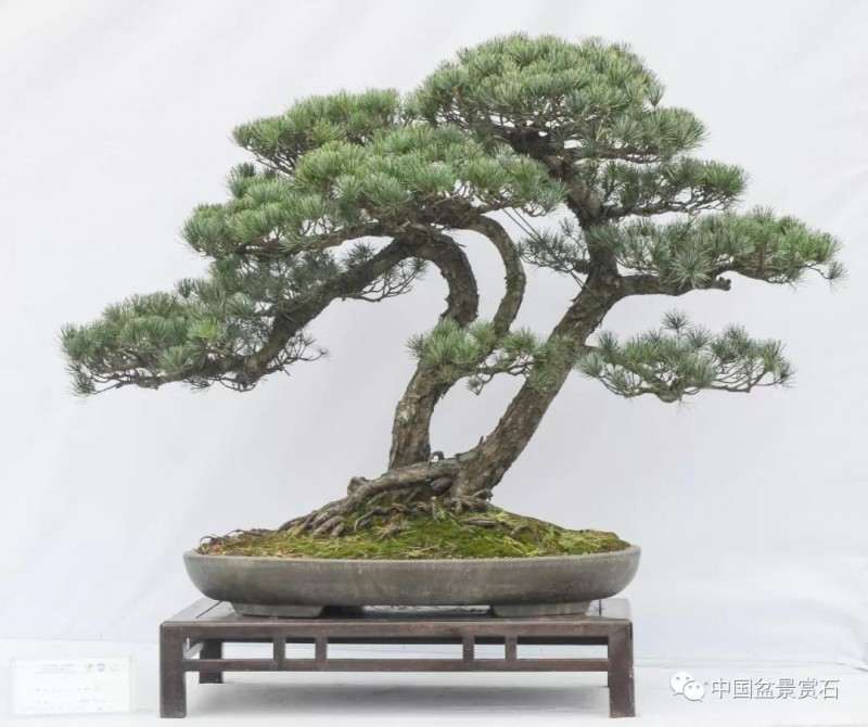 五针松盆景怎么制作