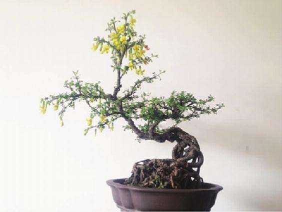 男子买回一株盆景放家中