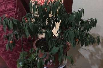 我的金弹子盆景有的救吗？叶子全蔫儿了