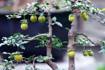 为什么说老鸦柿要比金弹子盆景更容易养？