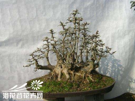 那些珍贵的梅桩盆景平