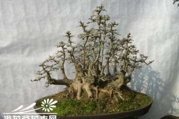 那些珍贵的梅桩盆景平时雪藏在植物园科研基地