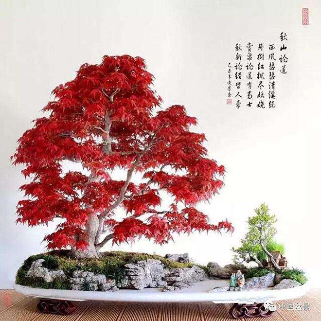 济南盆景艺术促进会副会长