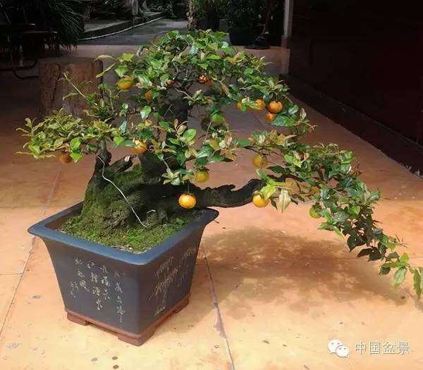 如何进行盆景发芽嫁接的