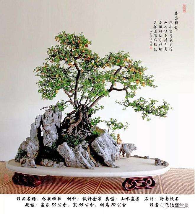 如何进行盆景发芽嫁接的