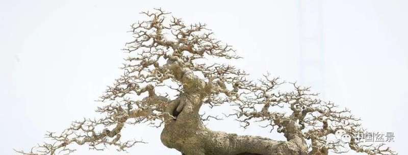 如何进行盆景发芽嫁接的