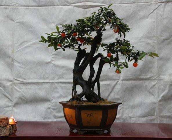 怎么养护金弹子盆景