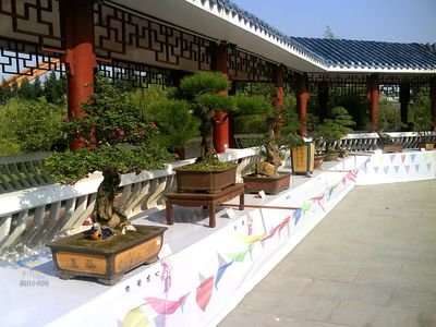 盆景长成参天树