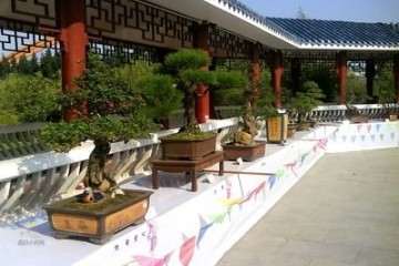 盆景长成参天树 或列莆田三十六景