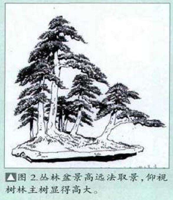 图解 丛林式盆景怎么造型的7个过程