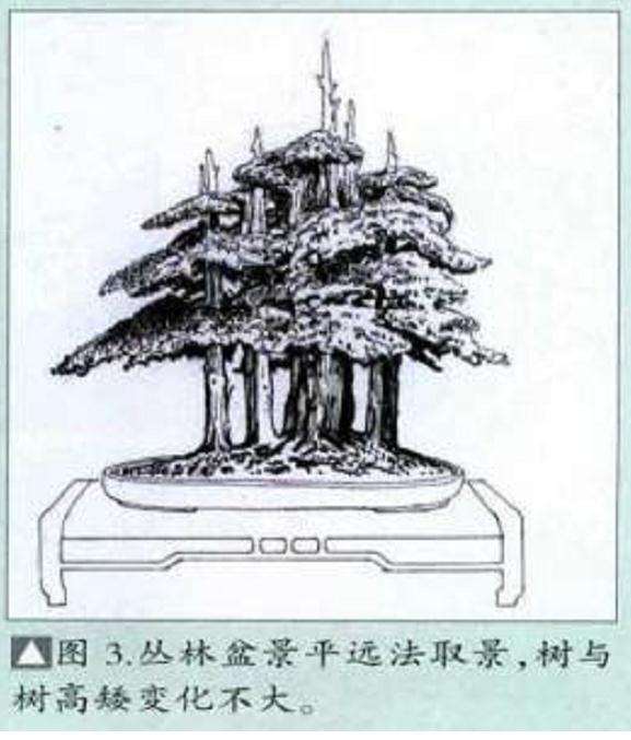 图解 丛林式盆景怎么造型的7个过程