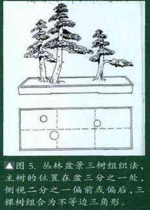 图解 丛林式盆景怎么造型的7个过程