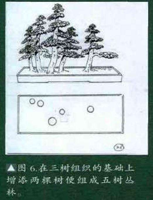 图解 丛林式盆景怎么造型的7个过程