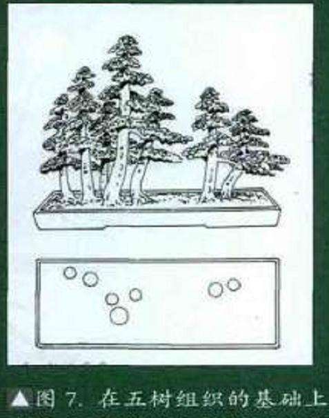 图解 丛林式盆景怎么造型的7个过程