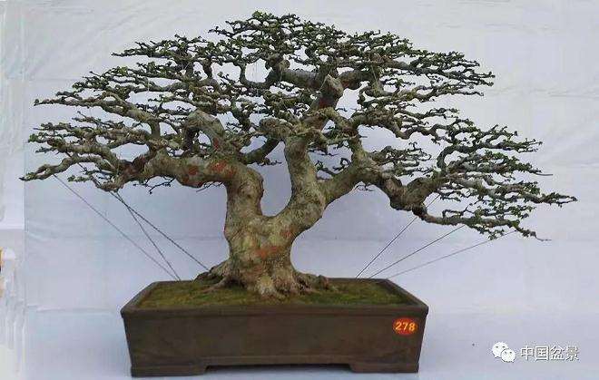 为什么盆景下山桩栽死的原因