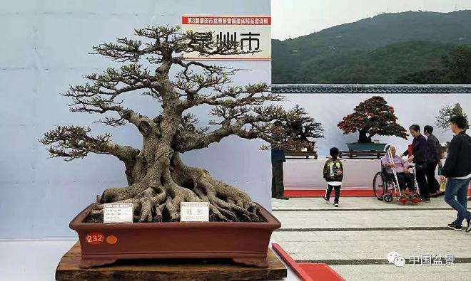 盆景怎么发芽修剪 有5个方法 图片