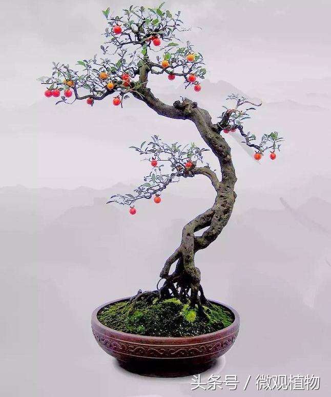 花卉盆景怎么及时出室 如何修剪最好 图片